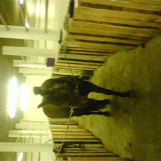 Anden særlig race Ronja 'gl. lånehest'