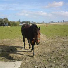 Anden særlig race Ronja 'gl. lånehest'