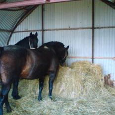 Anden særlig race Ronja 'gl. lånehest'