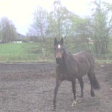 Welsh Partbred (Sec F) maylie shapari