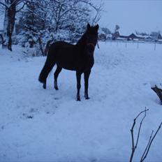 Anden særlig race Lucas - SOLGT