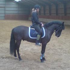 Anden særlig race Lucas - SOLGT