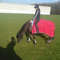 Anden særlig race Lucas - SOLGT