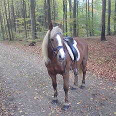 Tyroler Haflinger Stutteri Anjin Hollywood(nu min mors hest)