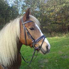 Tyroler Haflinger Stutteri Anjin Hollywood(nu min mors hest)