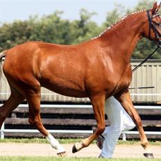 Welsh Partbred (Sec F) Gratia B