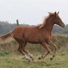 Welsh Partbred (Sec F) Gratia B