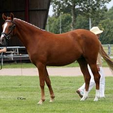 Welsh Partbred (Sec F) Gratia B