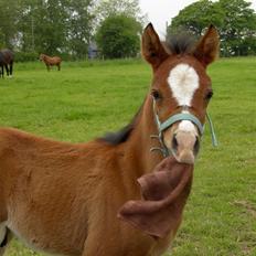 DSP Moonjam´s My Quality *B pony*