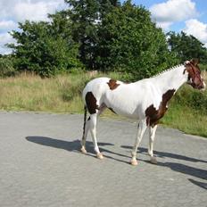 Pinto miss may of holm