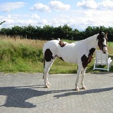 Pinto miss may of holm