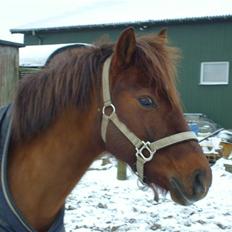 DSP Moonlight Dancer