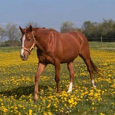 Anden særlig race Charming Miss Playwithme 
