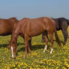 Anden særlig race Charming Miss Playwithme 