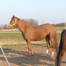 Anden særlig race Charming Miss Playwithme 