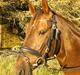 Anden særlig race Rozita - RIP <3.