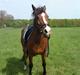 Anden særlig race benjamin part.