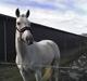 Trakehner Galico R.I.P Himmelhest