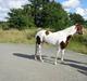 Pinto miss may of holm