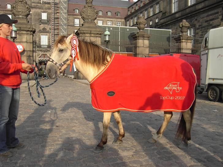 Gotlandsruss Tarpans hanette - Vundet finalen i B Kl. på Christiansborg i Keglekørsel. 2007 billede 9