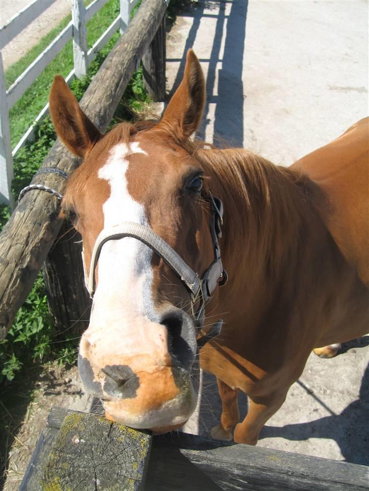 Hollandsk Sportspony  | Chantelle <3 - SAVNET !! <3 - pony har fåt lakrids sten billede 8
