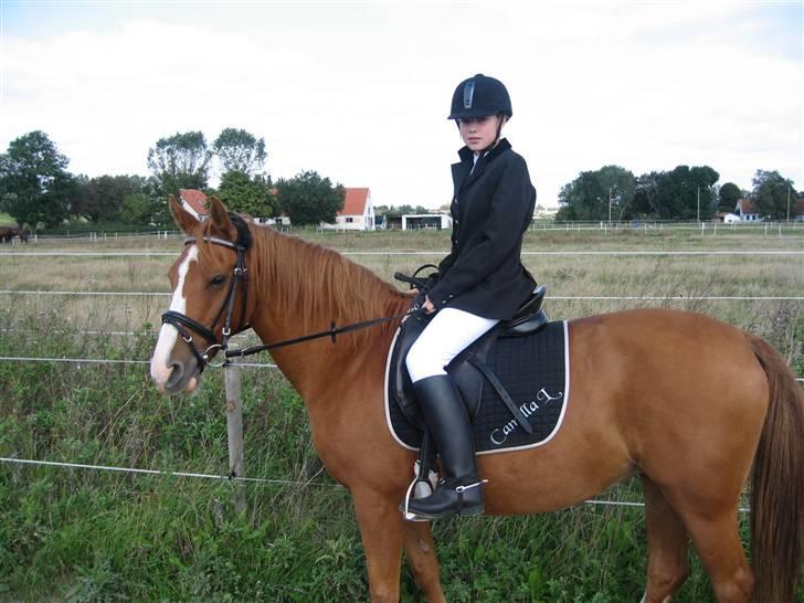 Hollandsk Sportspony  | Chantelle <3 - SAVNET !! <3 - varmer op til dressur stævne billede 9