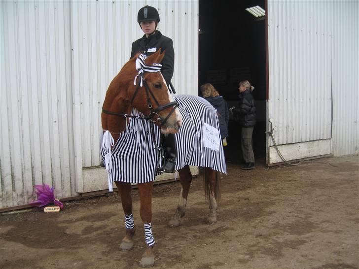 Hollandsk Sportspony  | Chantelle <3 - SAVNET !! <3 - pony har fået øje på noget?? hva mon hun kigger på billede 11