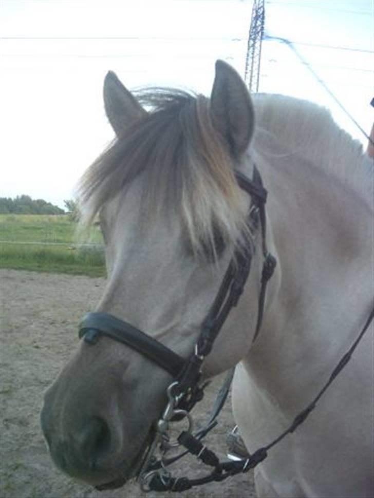 Fjordhest Ingegård's QTO *Savnet* <3 - Kastanielystens Simone QTO´s mor billede 7