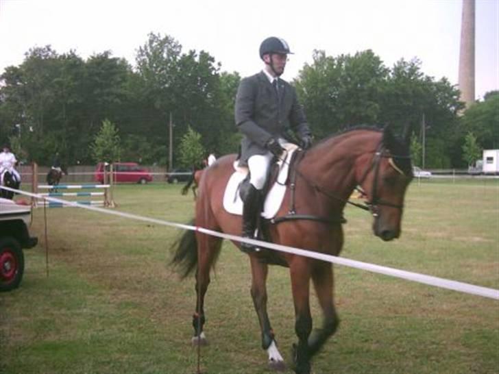 Dansk Varmblod Albani  billede 6