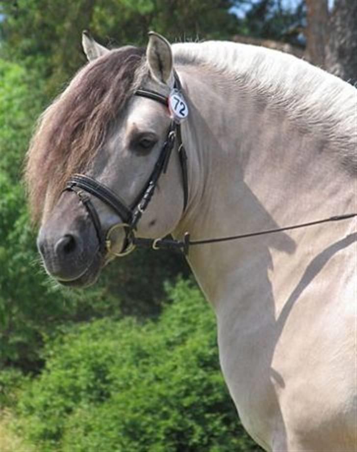 Fjordhest Ingegård's QTO *Savnet* <3 - Max Fjh 691 QTO´s SUPER lækre far. billede 8