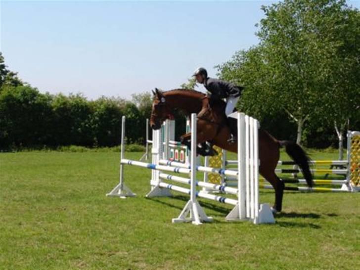 Dansk Varmblod Albani  billede 7