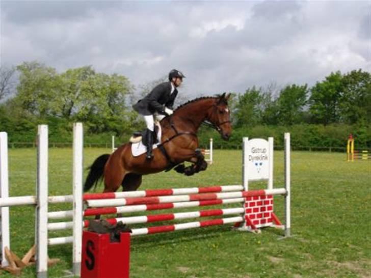 Dansk Varmblod Albani  billede 8