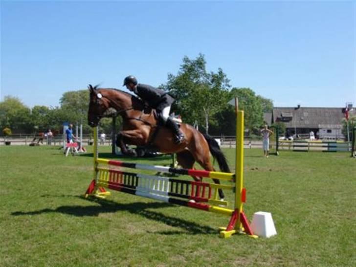 Dansk Varmblod Albani  billede 9