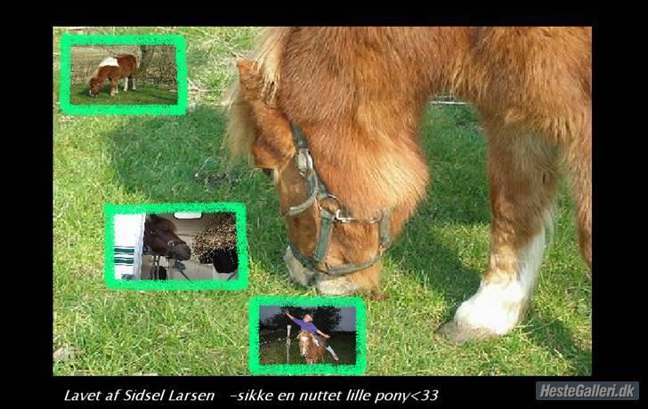 Shetlænder Lotte <3 #R.I.P :'/ # - givv gerne en kommentar billede 1