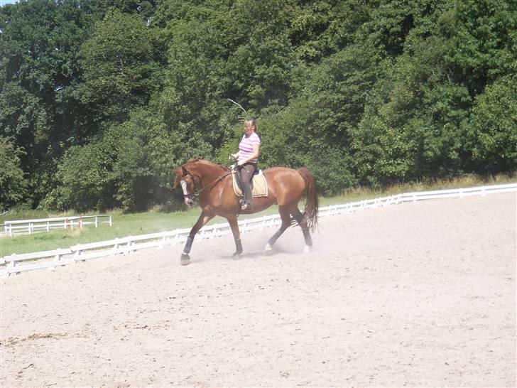 Frederiksborg Cado  - Nu mangler hesten at løfte poterne lidt mere, og rytteren at tabe sig 5 kg.  billede 10