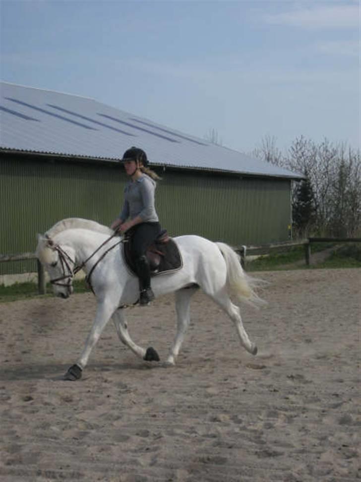 Connemara Lucky strike - . Dressur ;b billede 10