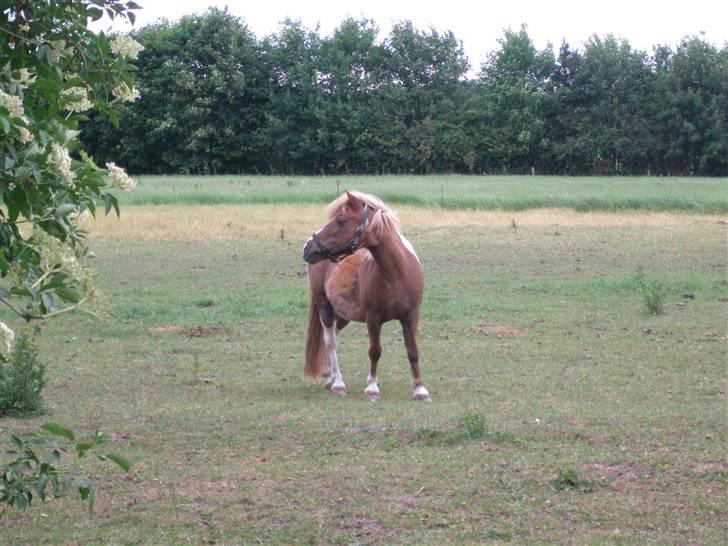 Shetlænder Lotte <3 #R.I.P :'/ # - Lille Lotte på fold, hun har lige fået øje på noget :o) billede 2