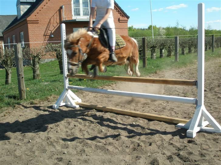 Shetlænder Lotte <3 #R.I.P :'/ # - hun er bare Min 4-ever vi springer næsten 100 cm.  billede 3