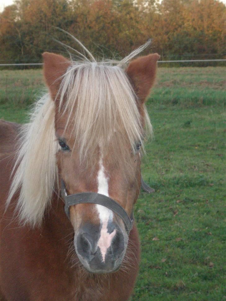 Shetlænder Lotte <3 #R.I.P :'/ # - hva laur du? josephine? billede 4