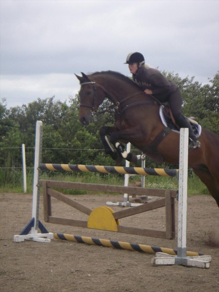 Tysk Oldenburger Leonardo 381 billede 8