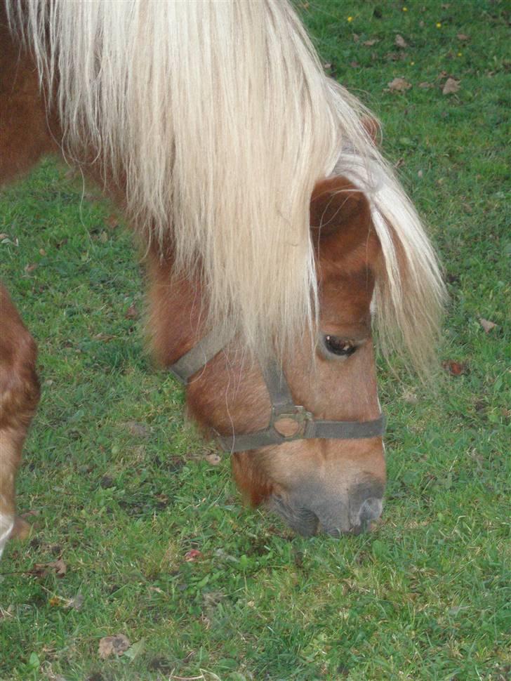 Shetlænder Lotte <3 #R.I.P :'/ # - MIIIN 4-ever elsker dig stadi efter de 8 år!!! jeg har haft dig.. Kæft det føles som om jeg fik dig i går, HEHE billede 5