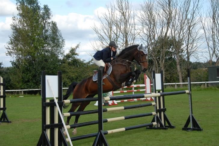 Dansk Varmblod Ofelia - Ofelia billede 1