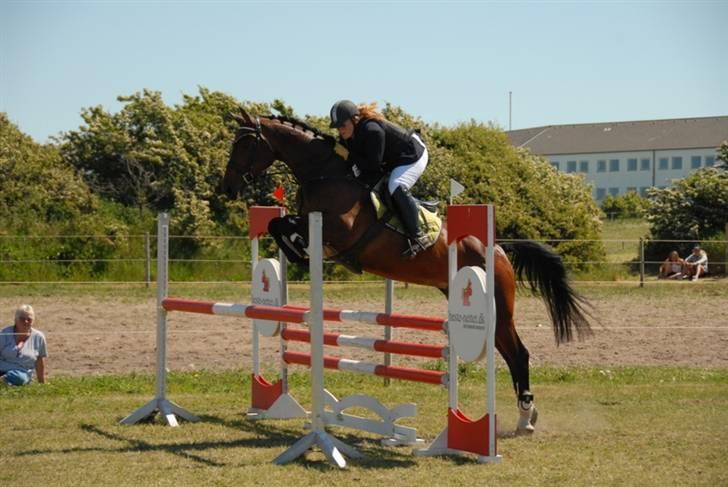 Dansk Varmblod Ofelia billede 2