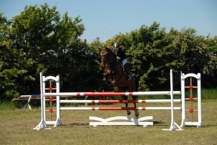 Dansk Varmblod Ofelia billede 3