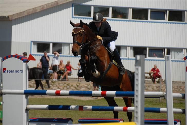 Dansk Varmblod Ofelia billede 4