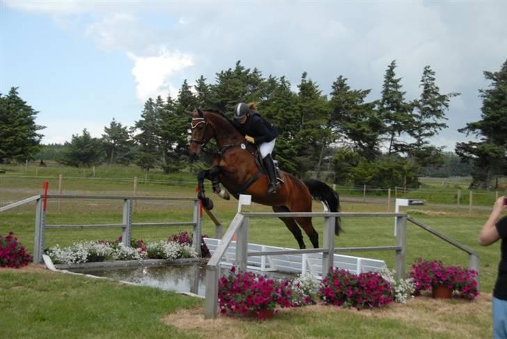 Dansk Varmblod Ofelia - Ofelia vandgrav distrikmesterskab 2009 billede 5