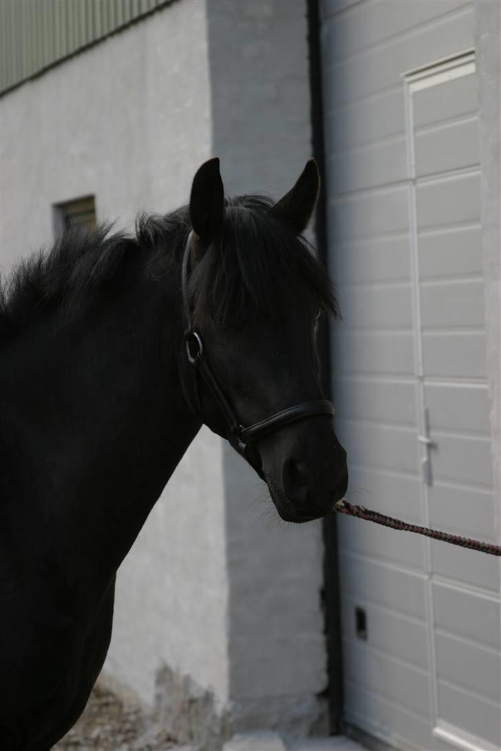 Anden særlig race Alladin <3 -SOLGT :'(  - Verdens smukkeste pony! billede 16