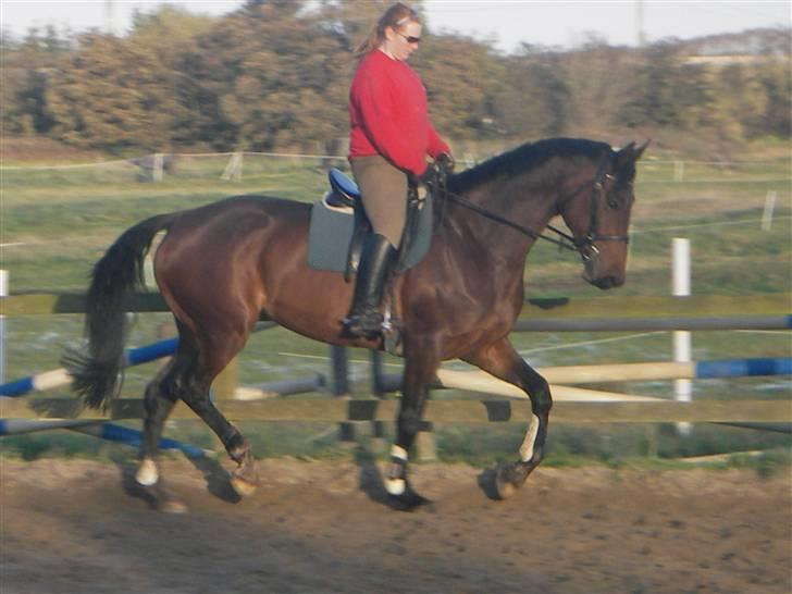 Dansk Varmblod Ofelia billede 6