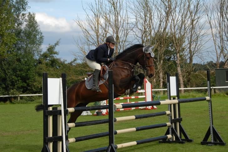 Dansk Varmblod Ofelia - Holdmesterskab billede 7