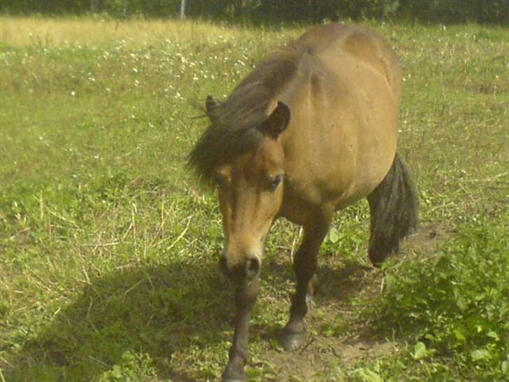 Shetlænder Mosbækmindes Asterix *solgt* - Her er jeg billede 7